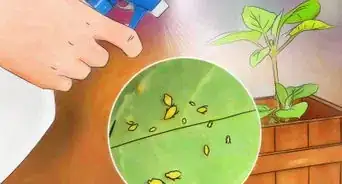 Place Houseplants Around Your Home