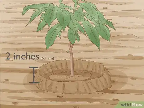 Image titled Grow Pawpaws Step 16