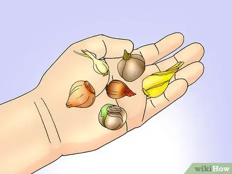 Image titled Save and Replant Forced Seasonal Bulbs Step 2