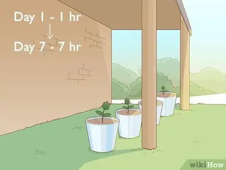 Image titled Grow Loofah Sponges Step 4