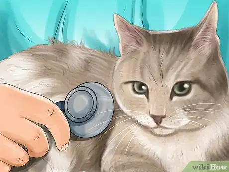 Image titled Diagnose and Treat Vitamin A Toxicity in Cats Step 7