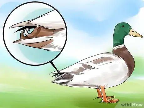 Image titled Tell the Difference Between Male and Female Ducks Step 4