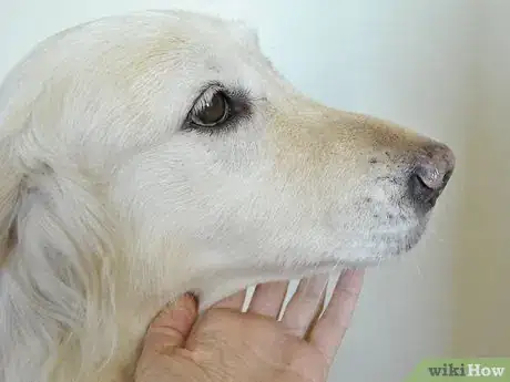 Image titled Diagnose Canine Periodontal Disease Step 1