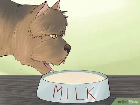 Image titled Feed a Yorkie Puppy Step 1