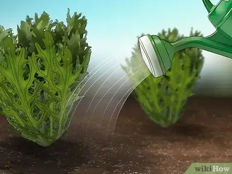Image titled Grow Endive Step 12
