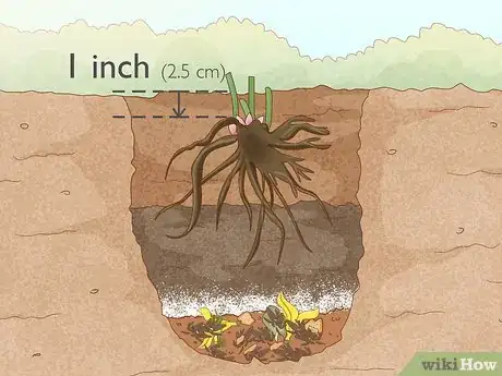 Image titled Grow and Care for Peonies Step 9