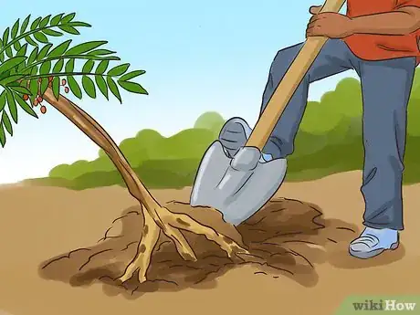 Image titled Take Tongkat Ali Step 8