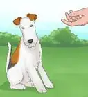 Identify a Wire Fox Terrier
