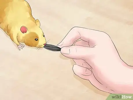 Image titled Train Your Hamster Step 4