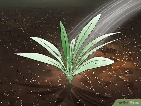 Image titled Grow Echium Step 14