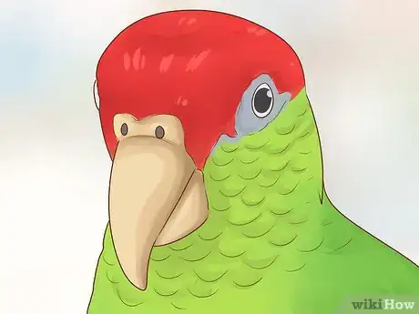 Image titled Choose an Amazon Parrot Step 9