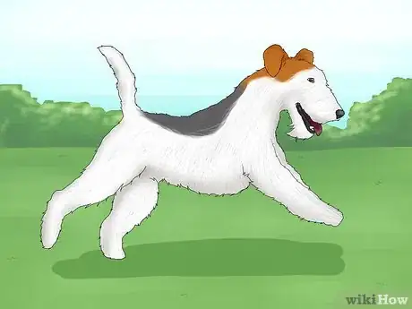 Image titled Identify a Wire Fox Terrier Step 12
