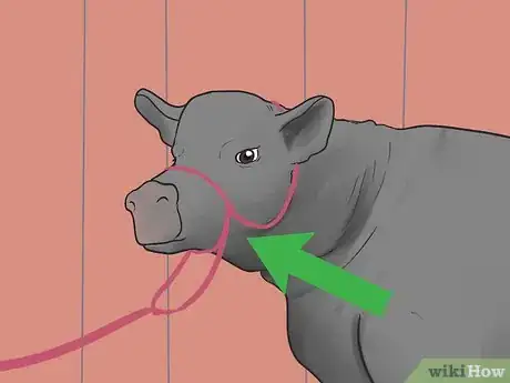 Image titled Show Heifers Step 2