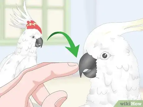 Image titled Choose a Cockatoo Step 11