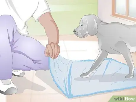 Image titled Choose Grooming Tools for an Aging Dog Step 7