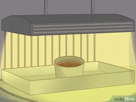 Image titled Grow Royal Gorilla Step 10