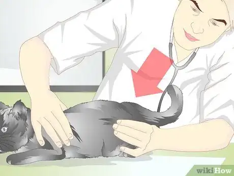 Image titled Diagnose Urinary Tract Disease in Cats Step 7