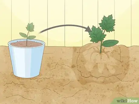 Image titled Grow Loofah Sponges Step 5