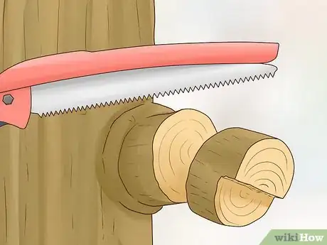 Image titled Prune Nyssa Sylvatica Step 10