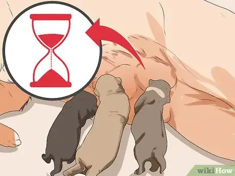 Image titled Ensure Passive Immunity in Newborn Puppies Step 4