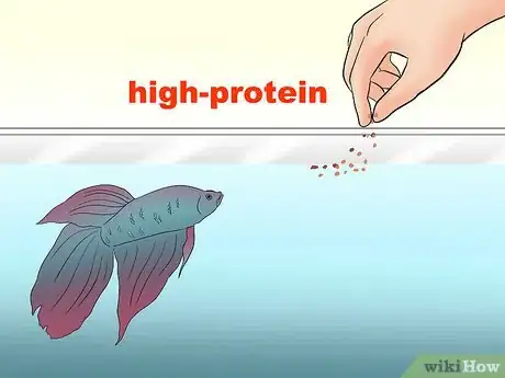 Image titled Take Care of a Siamese Fighting Fish Step 9