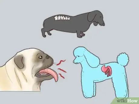Image titled Choose a Small Dog Step 4