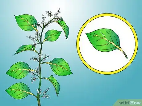 Image titled Identify Knotweed Step 11