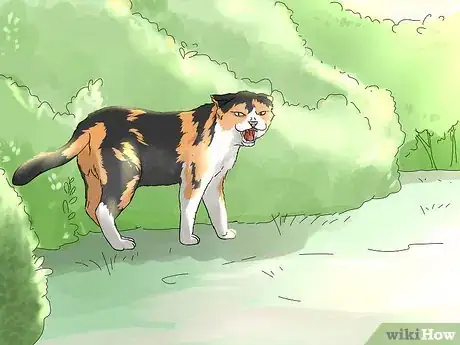Image titled Identify and Help Feral and Stray Cats Step 2