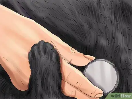 Image titled Care for a Korat Step 5