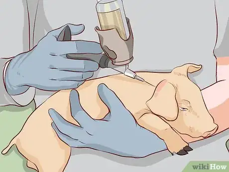 Image titled Raise Pigs for Meat Step 9
