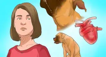 Treat Heart Conditions in Boxers