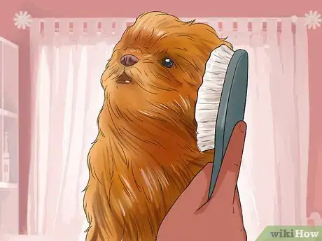 Image titled Care for an Affenpinscher Step 9