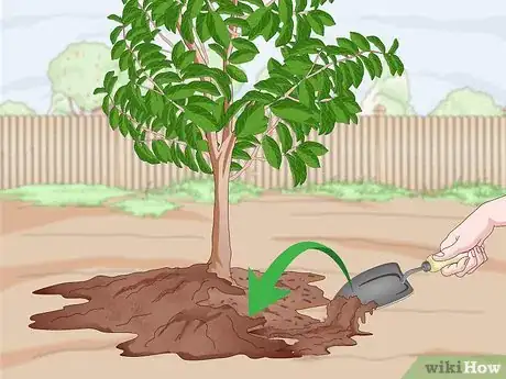 Image titled Plant Guanabana Seeds Step 20