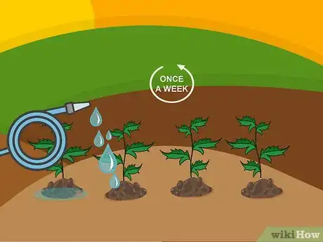 Image titled Grow Chrysanthemums Step 19