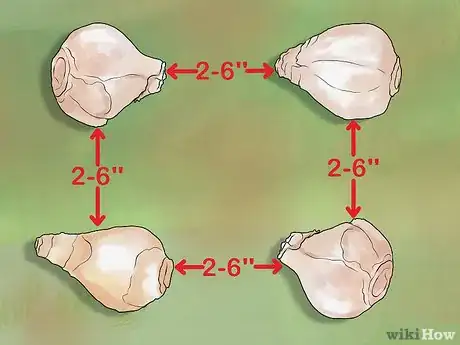 Image titled Plant Bulbs in Grass Step 13