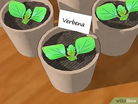 Image titled Grow Verbena Step 1