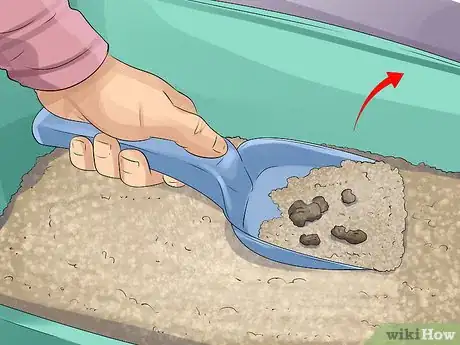 Image titled Reduce Ferret Odor Step 6