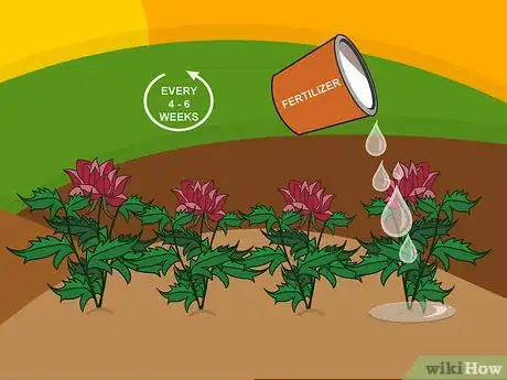 Image titled Grow Chrysanthemums Step 20