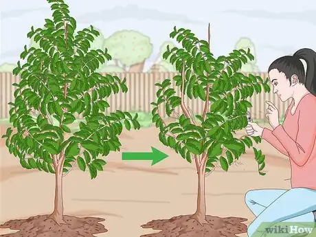 Image titled Plant Guanabana Seeds Step 22