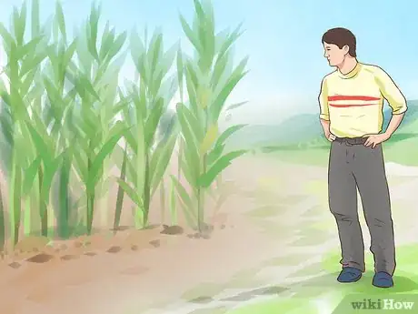 Image titled Grow Sweet Corn Step 18