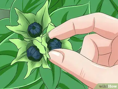 Image titled Grow Four O' Clock Flowers Step 21