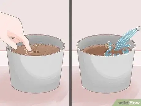 Image titled Grow Royal Gorilla Step 12