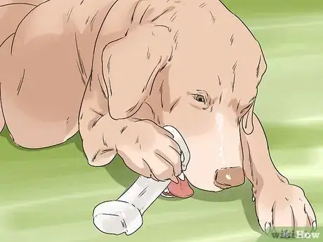 Image titled Keep Your Dog from Being Exposed to Household Poisons Step 9