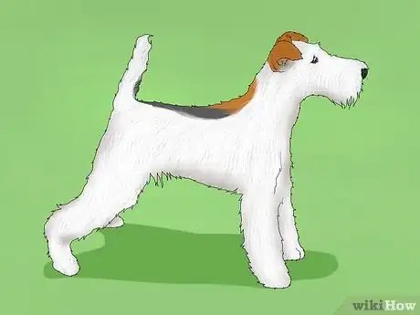 Image titled Identify a Wire Fox Terrier Step 10