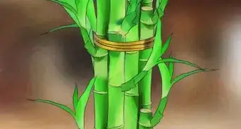 Take Care of Lucky Bamboo