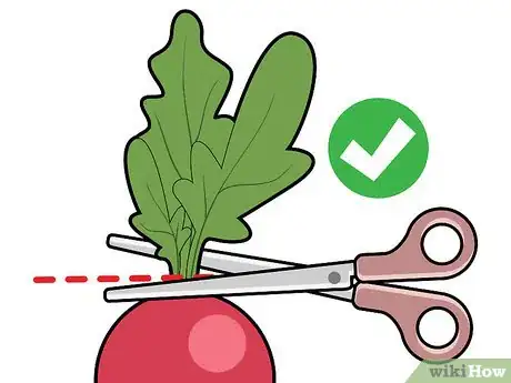 Image titled Choose Radishes Step 9