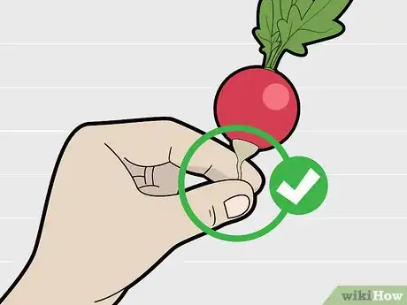 Image titled Choose Radishes Step 8