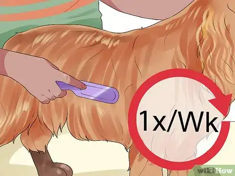 Image titled Groom a Sussex Spaniel Step 4