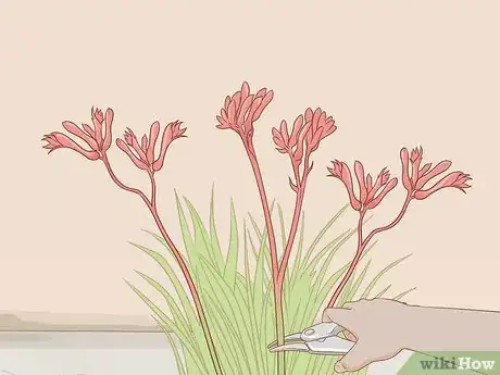 Image titled Prune Kangaroo Paws Step 8
