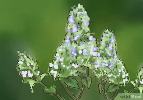 Image titled Dry Fresh Grown Catnip Step 1